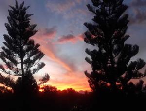 two pine trees silhouetted against a sunset at Miltonia Bliss Homestay in Siliguri +4 photos