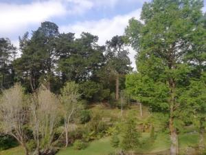 a view of a forest with trees and grass at Miles House in George
