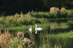two swans swimming in the water in a field at Le Presbytère in Differdange