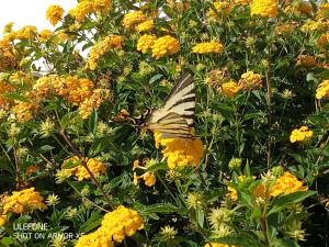 a butterfly sitting on top of yellow flowers at Dimora Il Mandorlo in Ostuni