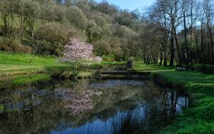 a pond with a tree in the middle of a park at Jopes Mill and Lodge in Looe