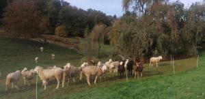 una manada de ovejas en un campo detrás de una valla en Antica Cascina del Medico, en Muzzano