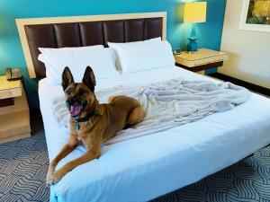 a dog laying on top of a bed at Downtown Grand Hotel & Casino in Las Vegas