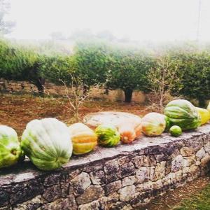 a group of vegetables sitting on a stone wall at Villa Genny in Altamura