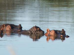 Zdjęcie z galerii obiektu Ditholo Game Lodge Bela Bela w mieście Bela-Bela