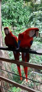 two colorful parrots sitting on a fence at Hotel Cafe Del Mar, En Valle Pura Vida in Manuel Antonio