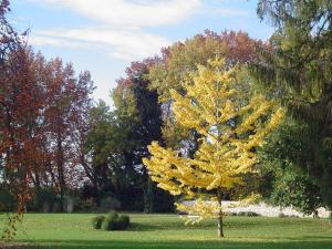 サン・ローラン・デ・ザルブルにあるシャンブル ドート シャトー ボープレの畑の中の黄色い木