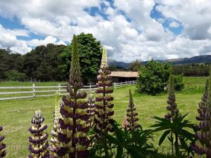 a group of flowers in a field next to a fence at La Bastide des Pins in La Bastide