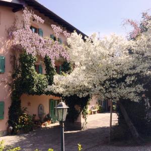 a flowering tree in front of a building at Casa Violetta B&B in Agrate Conturbia