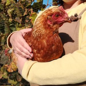 Animais in the country house ou nos arredores