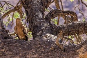 ein Vogel, der auf einem Baum sitzt in der Unterkunft Hobatere lodge in Otjovasandu