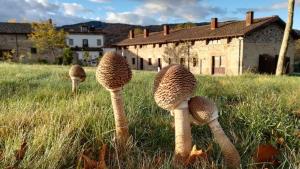 a group of mushrooms in the grass in a field at Izan Puerta de Gredos in El Barco de Ávila