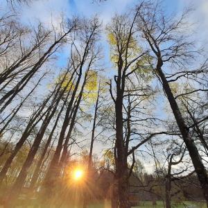 un grupo de árboles con el sol brillando a través de ellos en Cabañas Agua Viva, en Molco