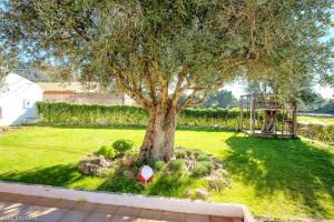 un árbol en medio de un patio con parque infantil en One bedroom appartement with shared pool enclosed garden and wifi at Monchique en Monchique