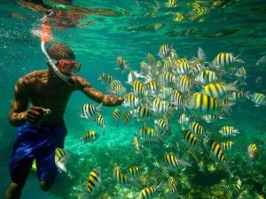 a man in the water feeding a group of fish at Lovely 4-Bed House in beautiful Portland in Buff Bay