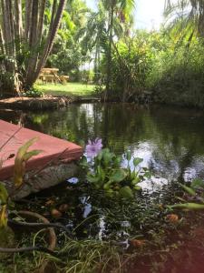 un estanque con una flor púrpura en el agua en B&B Villa Zomerland en Julianadorp