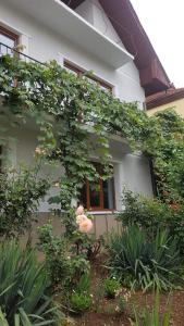 a house with a flowering tree in front of it at Madalina in Braşov