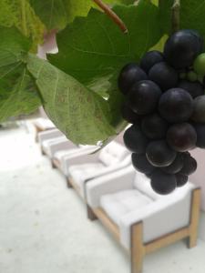 烏日策的住宿－Uzicki-konaci，挂在栅栏上的一束黑色葡萄