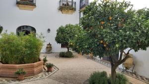 an orange tree in the courtyard of a building at El Jardín de Wallada in Córdoba