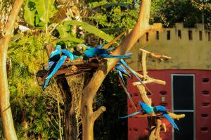 three blue birds perched on a tree branch at Pousada do Sol in Alto Paraíso de Goiás
