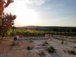 uma vinha com o pôr do sol ao fundo em Trulli Il Castagno em Martina Franca