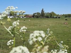 um campo de flores brancas num campo com vacas em 6 person holiday home in Vesl s em Øsløs