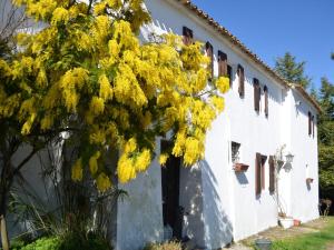 ein Baum mit gelben Blumen vor einem Gebäude in der Unterkunft Belvilla by OYO Ca Bianca in Montefiore Conca