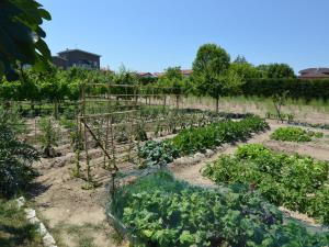 een tuin met sla en andere gewassen bij Belvilla by OYO Venturi Cherry in Gatteo a Mare