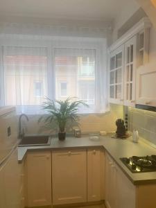 a kitchen with white cabinets and a plant on the counter at Hévíz Lake Apartman in Hévíz