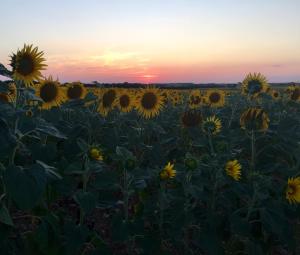 a field of sunflowers with the sunset in the background at La Vieille Distillerie in Matha +2 photos