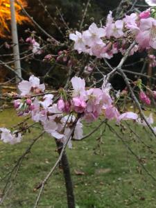 Aed väljaspool majutusasutust 溪景生態農莊 桃園市民宿037號