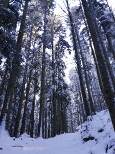 ein Wald voller Bäume mit Schnee auf dem Boden in der Unterkunft Hotel Bristol in Fiumalbo