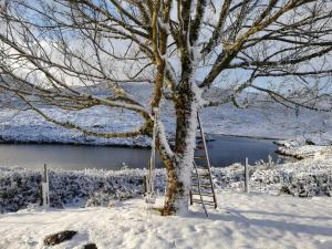 a tree with a swing in the snow at Lago da Garça Guesthouse in São Pedro do Sul