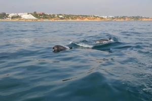 two dogs are swimming in the water at Apartamentos Carruna in Albufeira