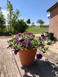 a pot of purple flowers sitting on a wooden table at Camping Lagewald Vakantiehuis in Groesbeek +6 photos