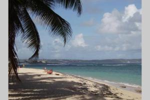 una playa con una palmera y el océano en studio face à la mer en Le Moule