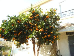 un árbol lleno de naranjas delante de un edificio en Au Bougainvillier en Perpiñán