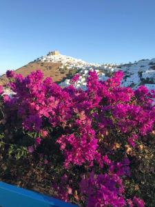 a bunch of purple flowers in front of a mountain at Korali in Astypalaia Town +80 photos