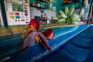 a flower on top of a counter in a store at Farah Hostel Suítes Camping Smartcamp e Passeio de barco in Boicucanga
