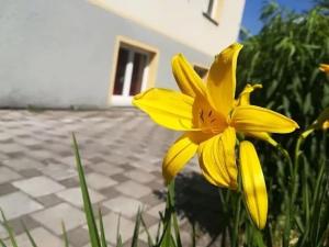 un fiore giallo di fronte a una casa di Haus am Apfelbaum a Bad Säckingen