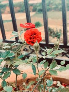 Zahrada ubytování November Villa Đà Lạt