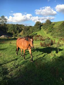 Gallery image of Islay Westcote Glamping in Hawick