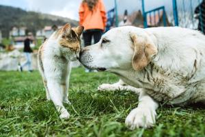Ospiti di Apaga Resort con animali domestici