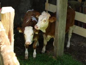 Zvieratá na farme alebo blízkom okolí