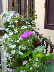 Zahrada ubytování Protezione della Giovane - female hostel