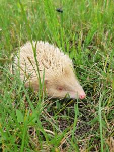 un pequeño erizo caminando por la hierba en Studio rénové et équipé 2 personnes Le canardeau, en Ancy-sur-Moselle