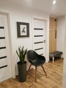 une chaise noire dans une pièce avec une plante en pot dans l'établissement Apartament Sobieski, à Sanok