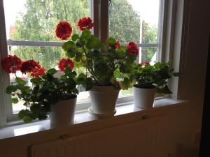 Zahrada ubytování Håverud Hostel
