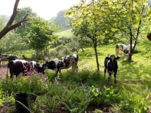 a group of cows standing in a field at The Liscawn in Torpoint