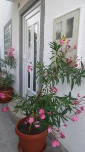 Gallery image of Apartments Diego in Sveti Juraj
